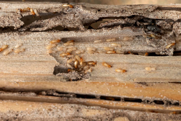 Professional Pest Control in Covedale, OH